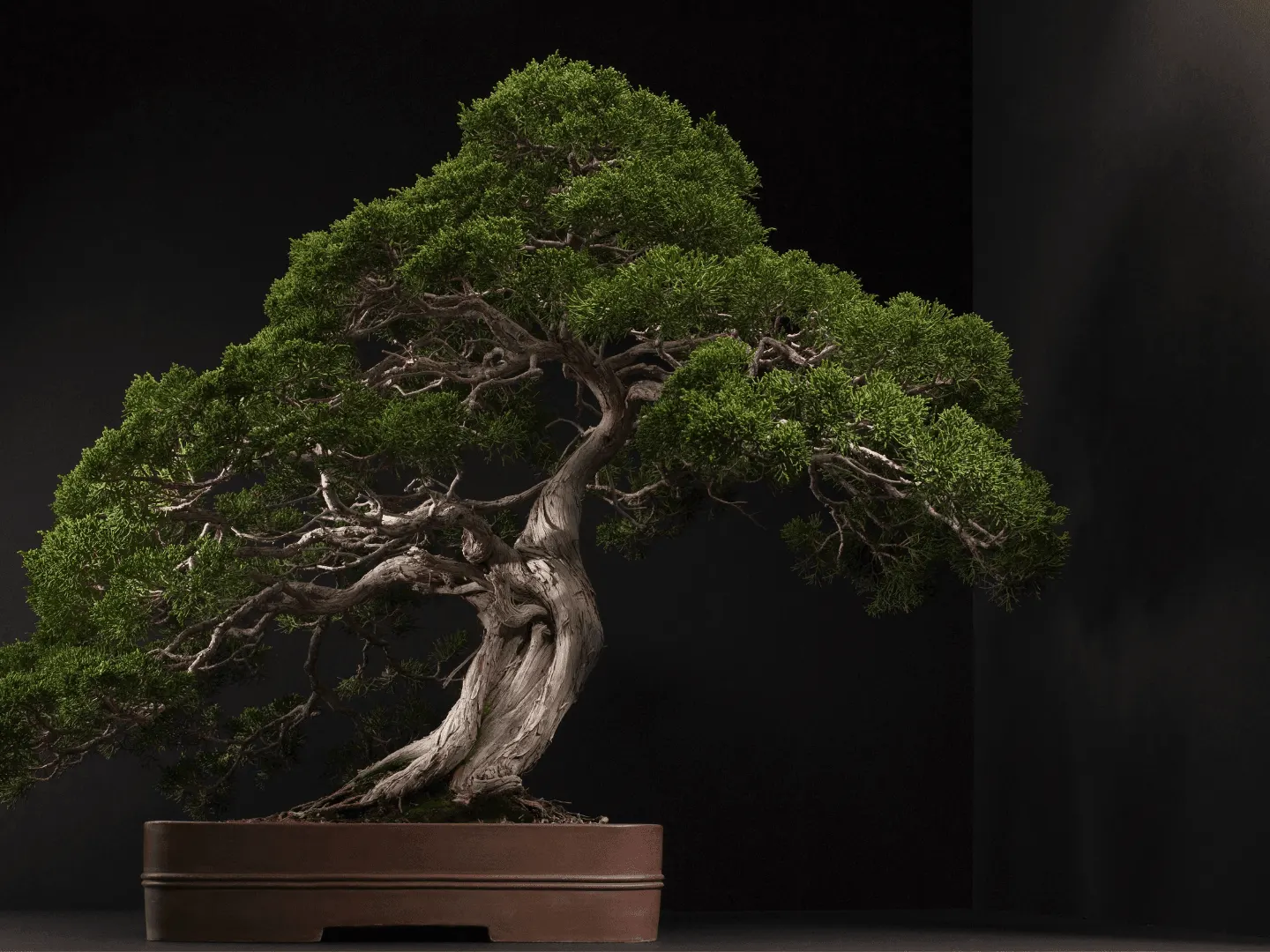 Bonsai tree — a symbol of cultivated mastery